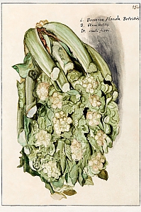brassica oleracea